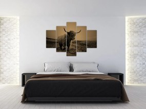 Kép - Skót tehén menekül (150x105 cm)