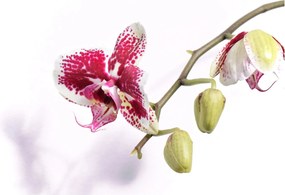 Orchidea virág képe (üvegen) (70x50 cm)