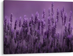 Kép - Levendula (70x50 cm)