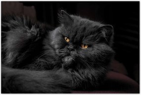 Poszterek 120x80 Cica Cicák