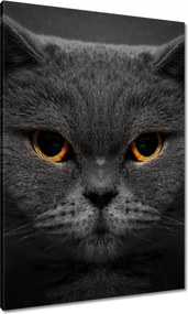 Vászonkép 70x100 Méltóságteljes macska