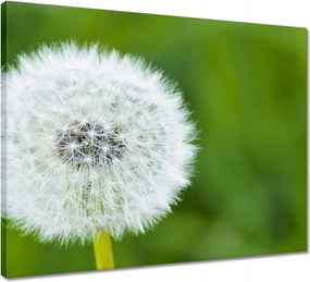 Vászonkép 50x40 Pitypang Virág Virágok