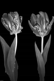 Poszter 30x45cm Rokokó tulipánok, Assaf Frank