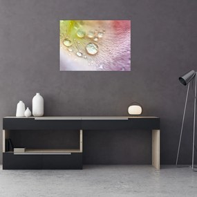Kép - Harmatcseppek (70x50 cm)