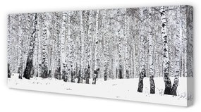 Canvas képek Téli nyírfák 100x50 cm