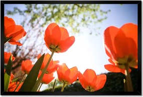 Poszterek keretben 60x40 Az égen a pipacsokon keresztül