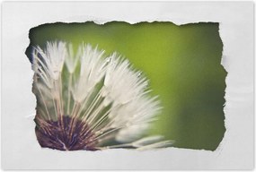 Poszterek 60x40 Pitypang Virág Virágok