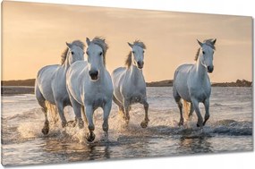 Vászonkép 120x70 Vad lovak Wild Horses