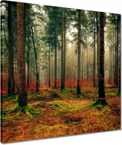 Vászonkép 50x50 Erdei táj Kilátás