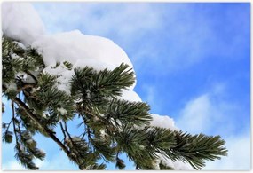 Plakátok 185x125 Havas gally