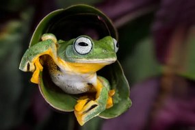 Fotográfia Flying Tree Frog, Linda D Lester