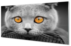 Üvegképek Gray brit macska 100x50 cm