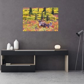 Kép - Caribou, Alaszka (90x60 cm)
