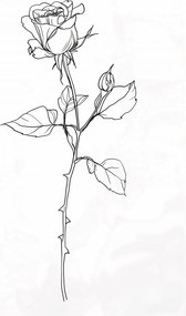 Poszter 61x90,5cm Rózsa kontúr