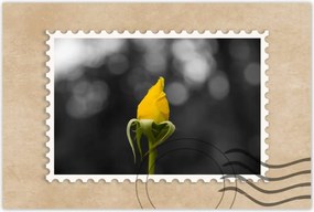 Poszterek 120x80 Sárga rózsa