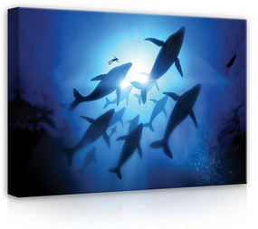 Delfinek, vászonkép, 70x50 cm méretben