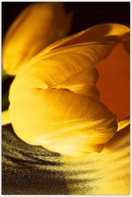 Poszter 60x90 Sárga-arany tulipán
