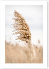 Boho fű bézs poszter 50x70cm #20C