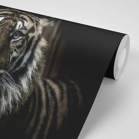 Fototapeta tigris