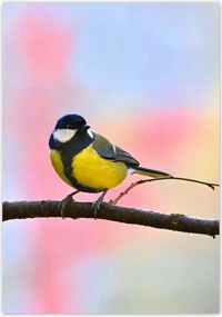 Poszterek 70x100 Sárga madár