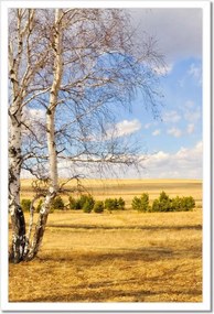Poszterek keretben 40x60 Nyírfa a mezőn Tájkép