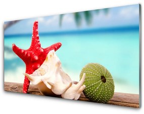 Akrilüveg fotó Shell Starfish Art 100x50 cm
