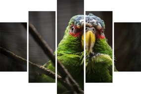Papagáj képe (150x105 cm)