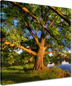 Vászonkép 40x40 Tölgy a croissant-ban Nyugat