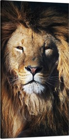 Vászonkép Oroszlán Sörény Arc Vaddisznó 60x120 cm Ideális ajándék