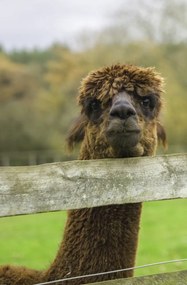 Poszter 53x81cm Közelkép az Alpokról, Assaf Frank