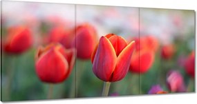 Vászonkép 180x90 Tulipánok Virágok