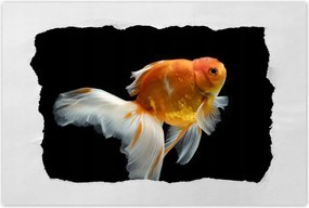 Poszterek 90x60 Gyönyörű aranyhal fátyol