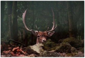 Poszterek 185x125 Szarvas felszarvazott