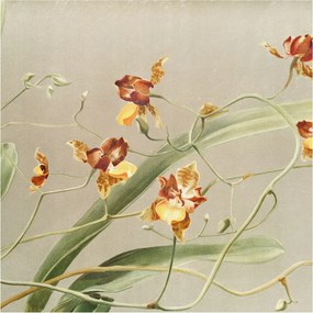 Fotótapéta Flizelin Hálószoba Nappali Orchideák Klasszikus 250x250 Ragasztó