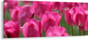 Kép - Rózsaszín tulipánok (120x50 cm)