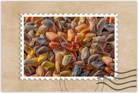 Poszterek 60x40 Színes kagylók nyomtatás