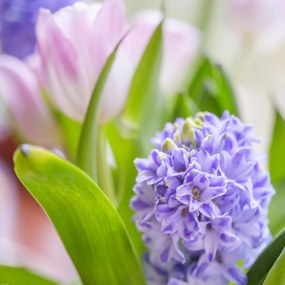 Poszter 60x60cm Jácint és tulipánok közelkép, Assaf Frank