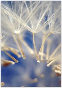 Poszterek 70x100 Pitypang Virág Virágok