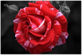 Poszterek 120x80 Fehér-piros rózsa