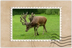 Poszter 60x40 Szarvas felszarvazott