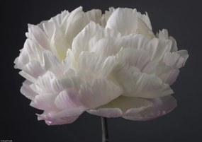 Poszter 29,7x21cm BazsarĂłzsa virĂĄg, Assaf Frank