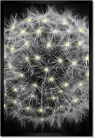 Poszterek keretben 40x60 Pitypang Virág Virágok