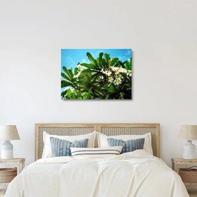 Kép - Plumeria (üvegen) (70x50 cm)