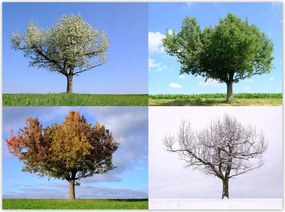 Poszterek 135x100 Négy évszak Fa