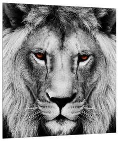 Fekete-fehér oroszlán kép (30x30 cm)