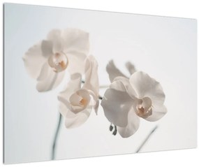 Fehér orchidea képe (90x60 cm)