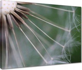 Vászonkép 40x30 Pitypang Virág Virágok