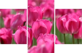Kép - Rózsaszín tulipánok (90x60 cm)
