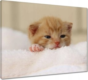 Vászonkép 50x40 Kedves cica