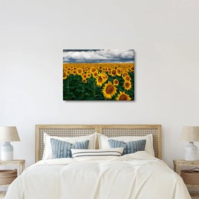 Napraforgó mező képe (70x50 cm)